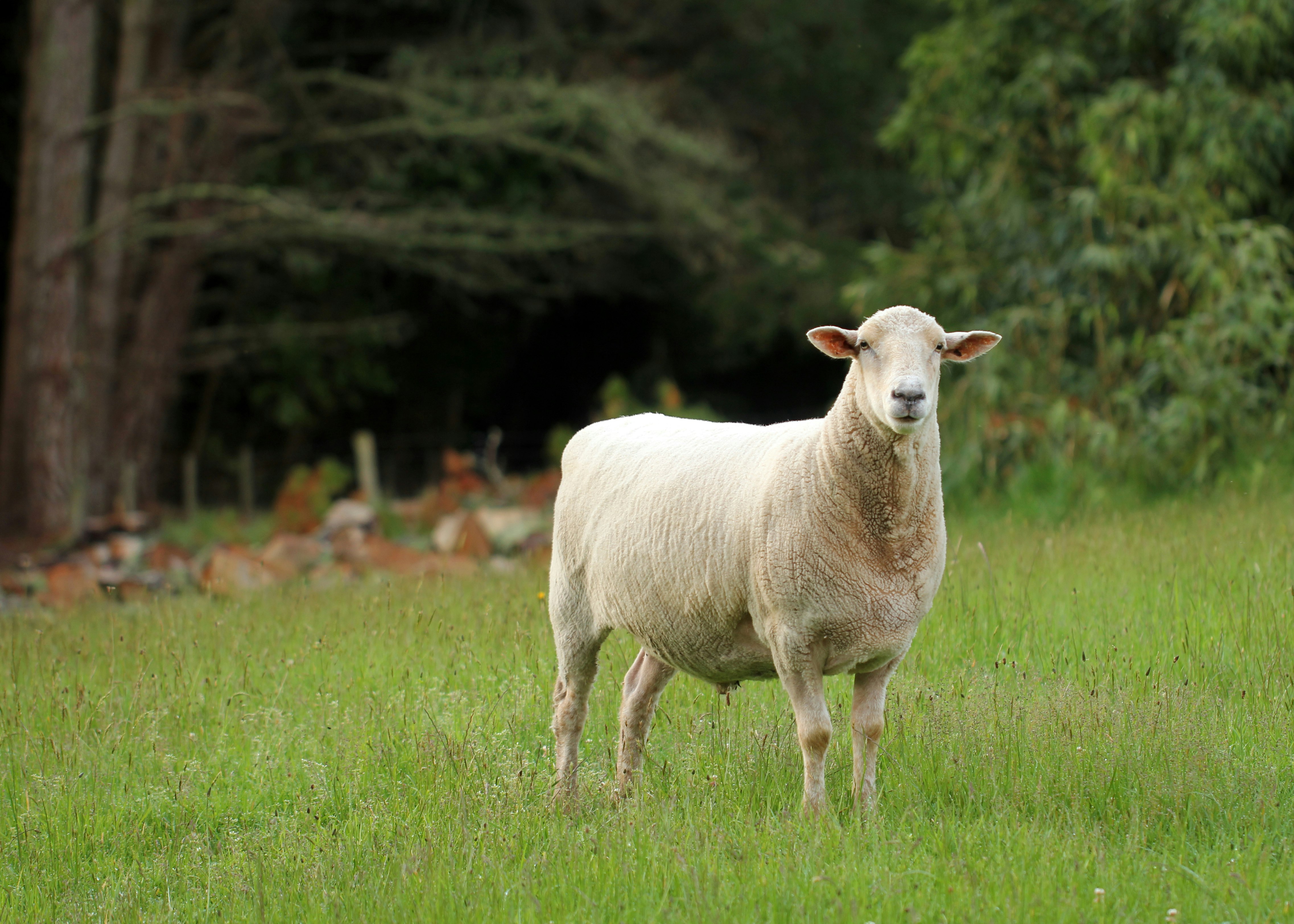 white sheep on green grass field during daytime